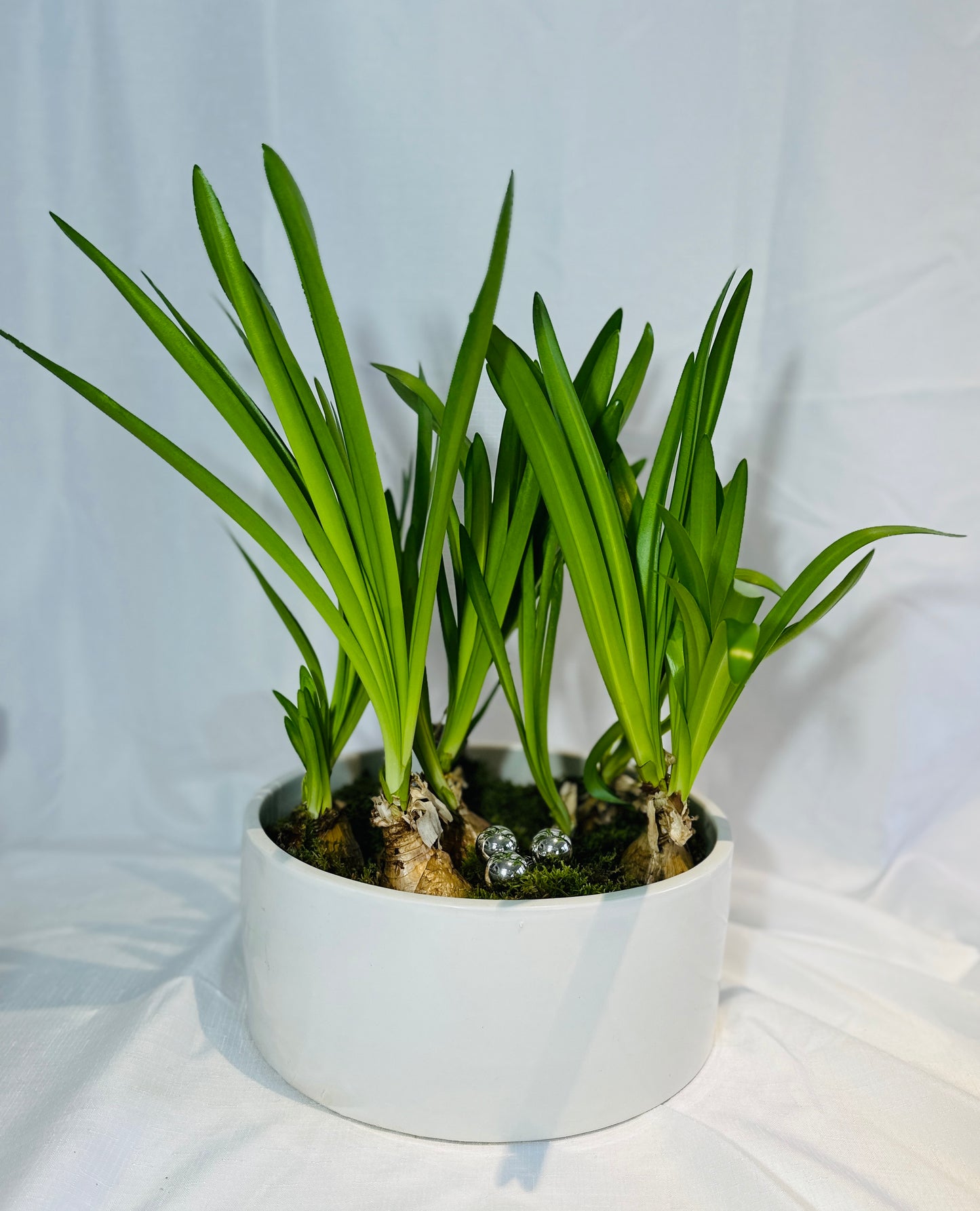 Belladonna Amaryllis in Ceramic Vase with Moss