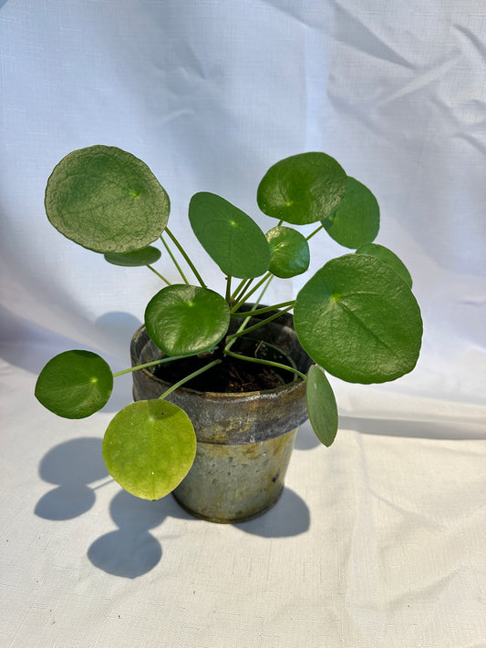 Pilea in Distressed Terrain Vase