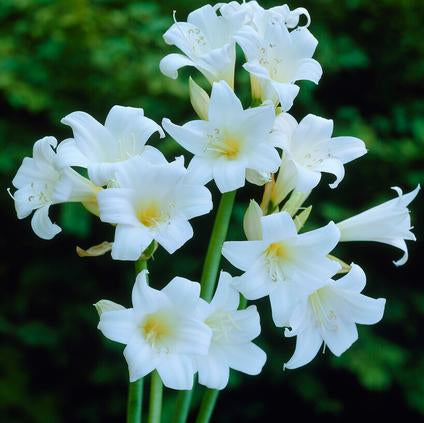 Belladonna Amaryllis in Ceramic Vase with Moss