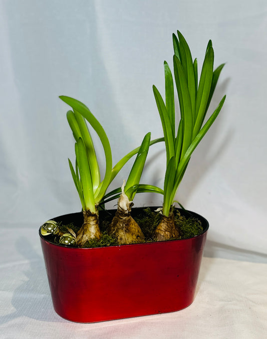 Potted Belladonna Amaryllis in Shiny Red Vase with Moss