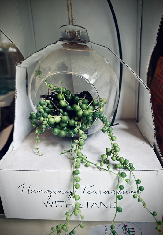 String of Pearls Succulent in Hanging Terrarium with Stand Gift