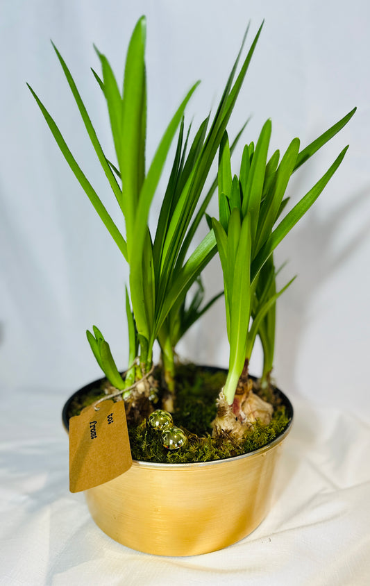 Bright Gold Vase with White Belladonna Amaryllis