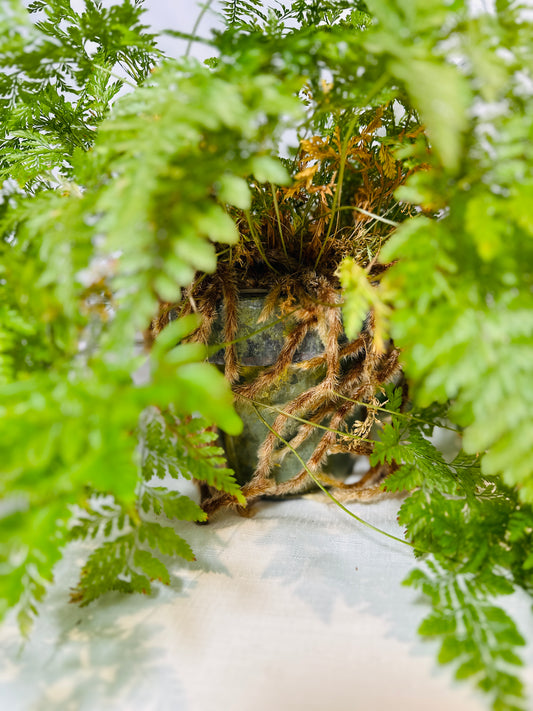 Rabbit's Foot Fern in Distressed Copper Terrain Vase