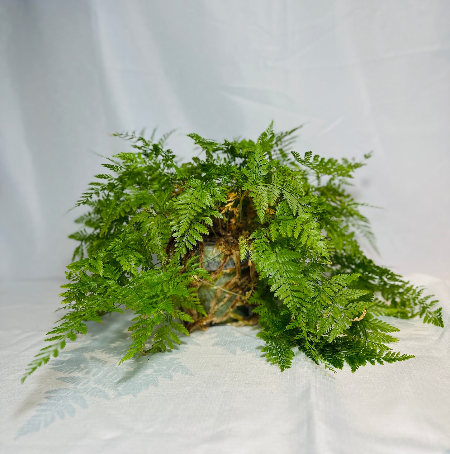 Rabbit's Foot Fern in Distressed Copper Terrain Vase